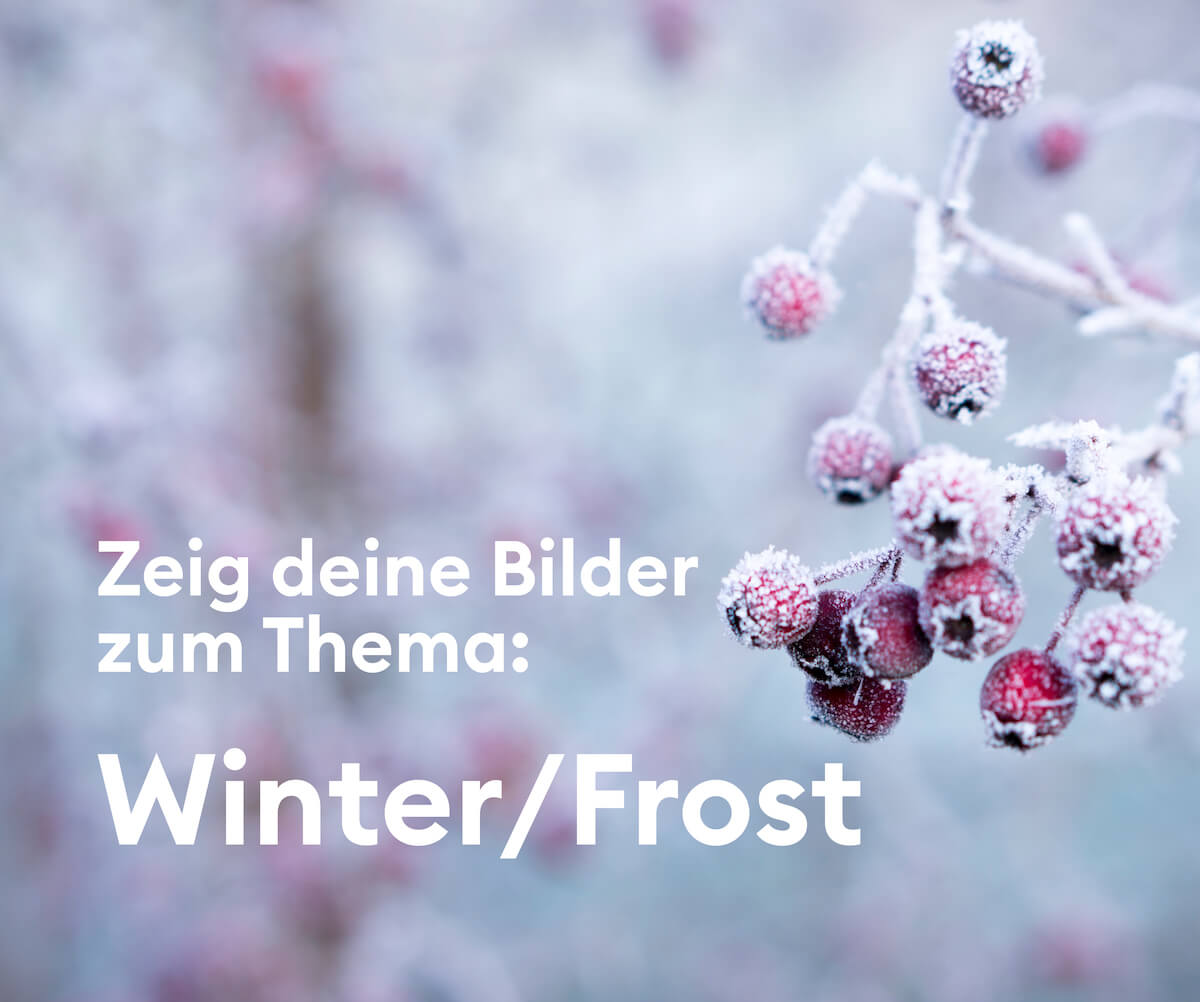 motto_20191120_winter_frost