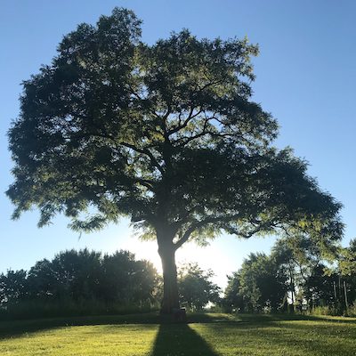 Baum